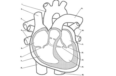 Anatomy Heart Anatomy Heart Function The Cardiac Conduction System