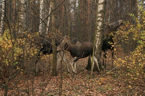 Losiny Ostrov National Park, Russia. 11 photo - en