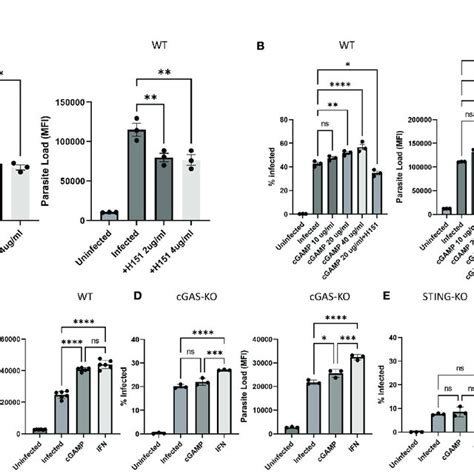 Effect Of The STING Agonist 2 3 CGAMP The STING Antagonist H151 And