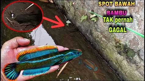 SPOT CHANNA LIMBATA Yg Tak PERNAH GAGAL CARA MENEMUKAN SPOT IKAN