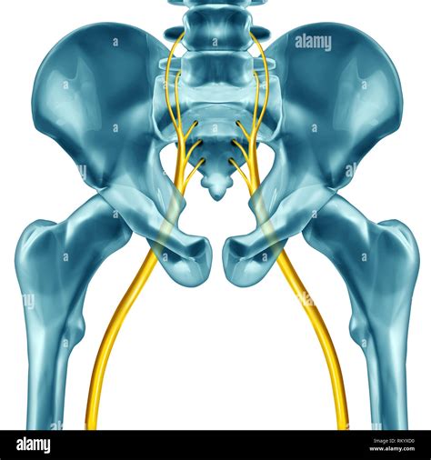 Anatomy of lumbar spine hi-res stock photography and images - Alamy