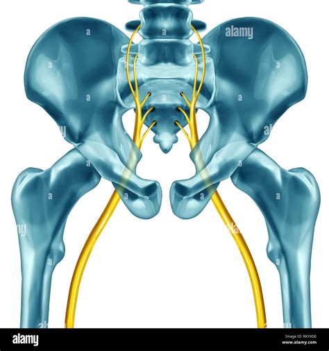 Sciatic Nerve Concept As A Human Anatomy With 3d Illustration Elements