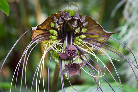 Las plantas más raras del mundo