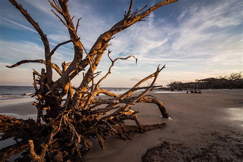 Driftwood Beach - Amazing America