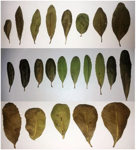 The Continuous Variation Of Leaf Shape In One Population Download