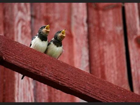 Le Chant Des Oiseaux Lumni Enseignement