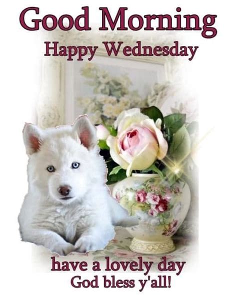 White Dog Good Morning Happy Wednesday Pictures Photos And Images