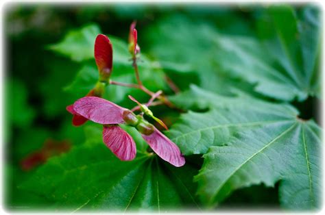 Oregon Vine Maple Seeds Photograph By Mick Anderson Fine Art America