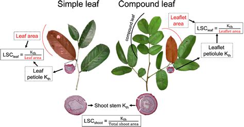 Vulnerability And Hydraulic Segmentations At The Stemleaf Transition