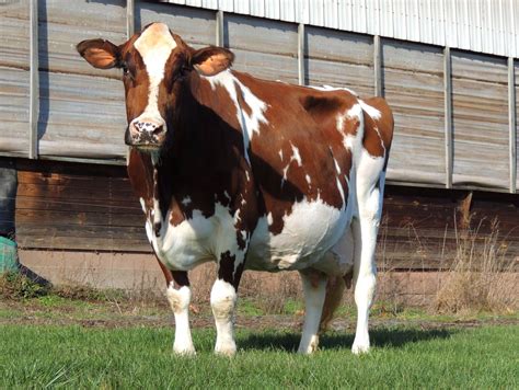 5 miniature cattle breeds for small farms – Artofit