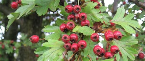 Hawthorn Elise Krohn Wild Foods And Medicines