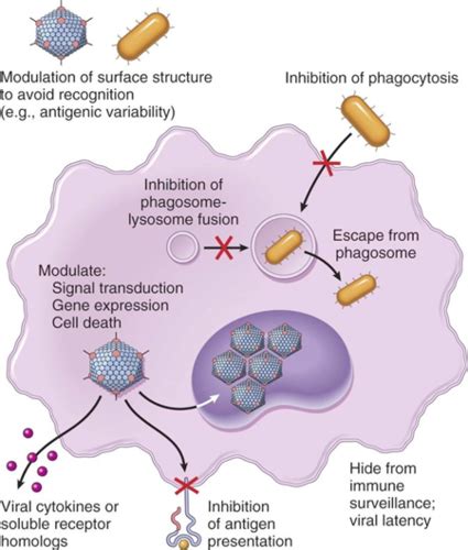 Basics Of Microbial Pathogenesis Flashcards Quizlet