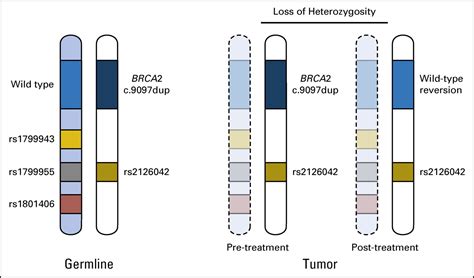 Somatic Reversion Of Germline Brca2 Mutation Confers Resistance To Poly