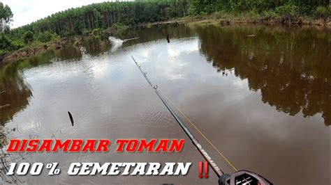 Sambaran Ganas Toman Kalimantan Yang Sudah Makan Banyak Korban