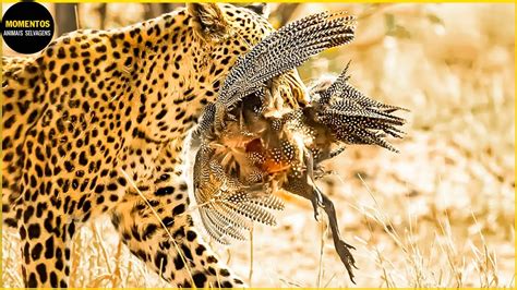 Momentos Impressionantes De Ca A Ao Leopardo Leopardo Vs P Ssaro