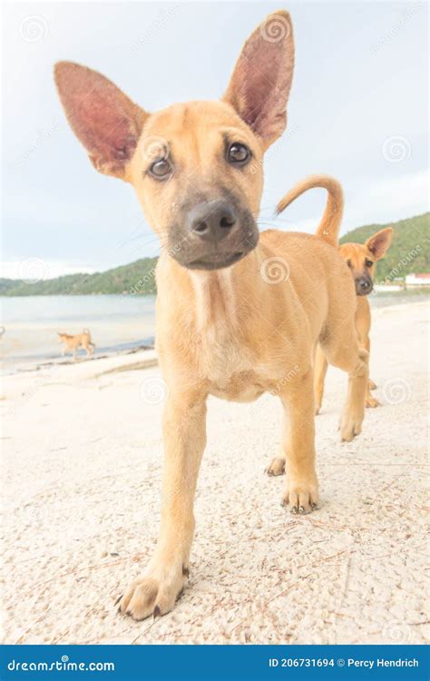 Two Month Old Puppies Playing At The Beach Stock Photo Image Of Happy
