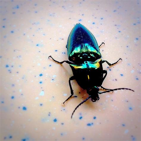 Metallic blue/green beetle in Hong Kong : whatsthisbug