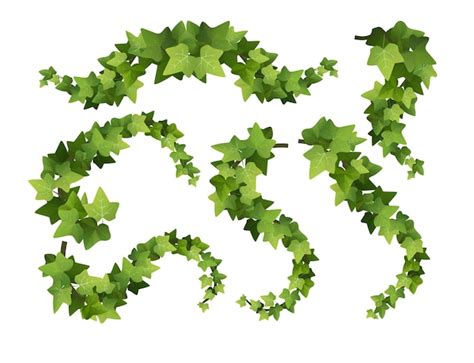 Premium Vector Ivy Plant Branch Cartoon Climbing Vine