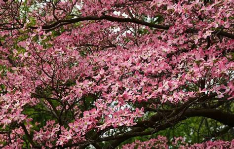 Pink Dogwood Tree – Origins, Types and Care - Plantglossary