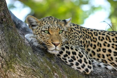 Images Gratuites La Nature Région Sauvage Faune Zoo Afrique Parc