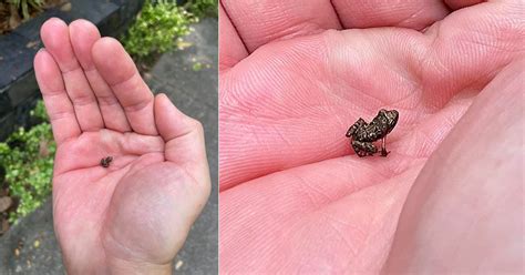 The Smallest Frog In The World