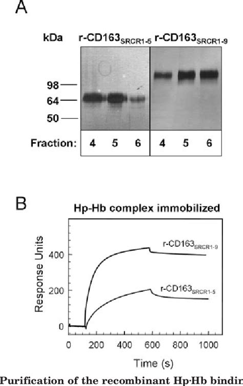 Figure 2 From Molecular Characterization Of The Haptoglobin·hemoglobin