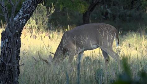 What Is Honduras National Animal A Comprehensive Guide