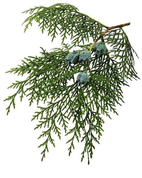 Premium Photo Branch Of Thuja Isolated On White Background