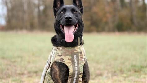 Florence County K9 Receives Donation Of Body Armor