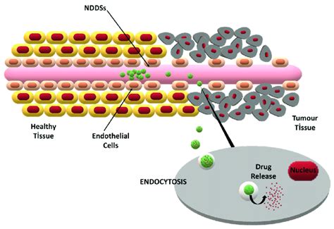 The Enhanced Permeability And Retention Epr Effect And Its Role In