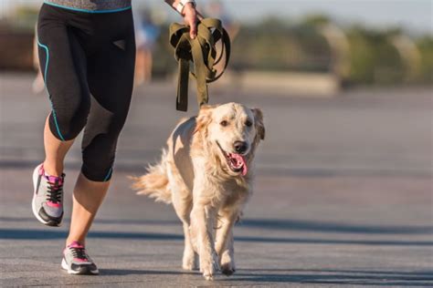 The Dos And Donts Of Exercising With Your Pet True Care Veterinary