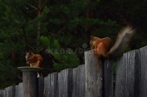 Two Squirrels Eats Nuts On The Fence And Pine Forest Stock Image