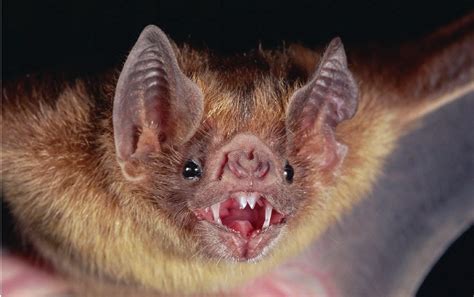 Nature's real-life vampires - BBC Science Focus Magazine