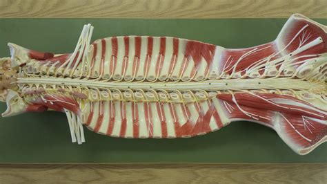 Longitudinal Anatomy Of Spinal Cord Diagram Quizlet