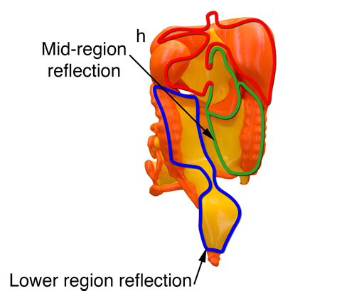 Figure 5 – Mesentery