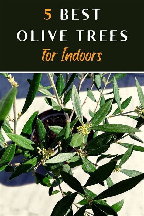 Why My Olive Tree Leaves Turning Yellow Reasons Prevention Treatment Cures Artofit