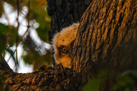 Baby Great Horned Owl Plays Peekaboo Smithsonian Photo Contest