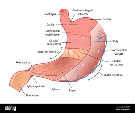 Human stomach anatomy isolated on white background. Stomach and its ...