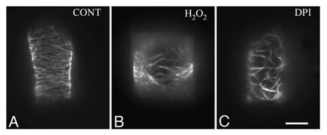 Full Article Plant Cell Division