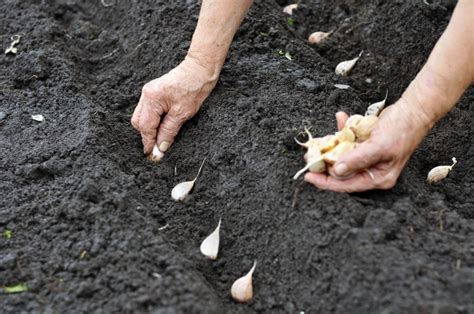 Planting Garlic | Garlic Matters