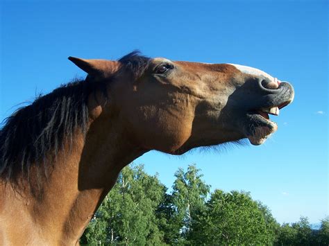 Mais De 80 Imagens Grátis De Smiling Horse E Cavalo Pixabay