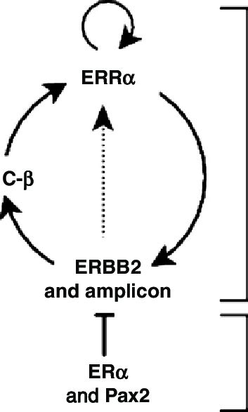 Erra And Pgc 1b Are Involved In A Positive Feed Forward Regulatory Loop Download Scientific