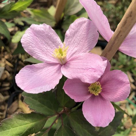 Clematis Mayleen Buy Clematis Perennials Online