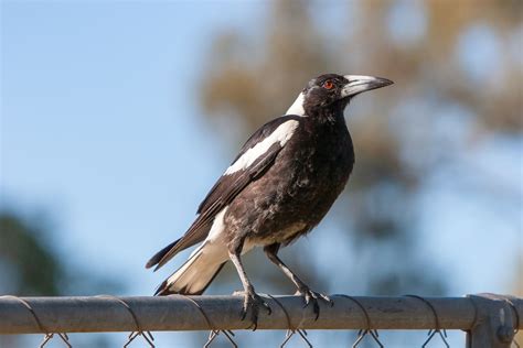 Magpie Attacks By State 2023 | Better Homes and Gardens