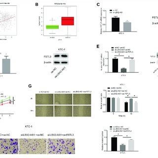 Lncrna Lbx As Fosters Progression Of Thyroid Cancer Cells A