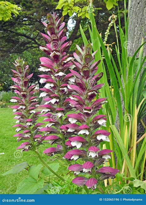 Foxglove And Ferns Stock Image | CartoonDealer.com #47000047