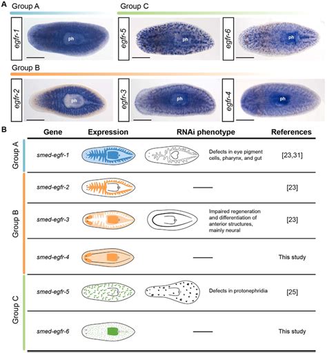 Expression Patterns Of Planarian Egfrs A Whole Mount In Situ