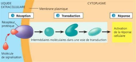 Transduction Du Signal Flashcards Quizlet