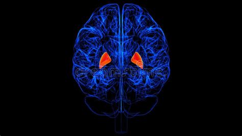 Brain Globus Pallidus Anatomy For Medical Concept 3d Rendering Stock