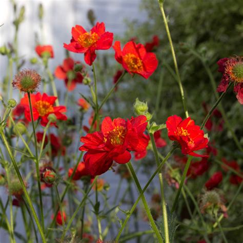 Geum Seed Geum Avens Mrs Bradshaw Flower Seeds